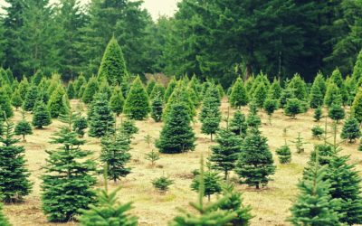 Can Christmas Trees Grow in North Texas?