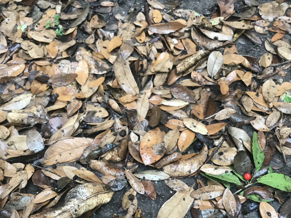 why-is-my-live-oak-losing-leaves-in-spring