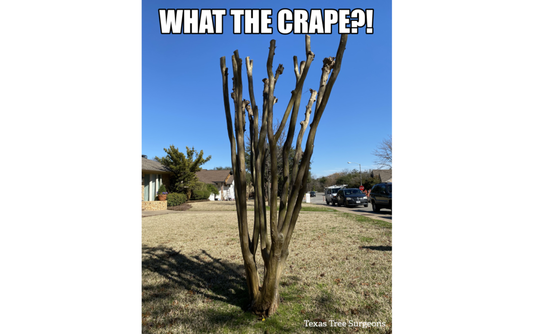 Why is Topping Crape Myrtles (and Other Trees) Bad?