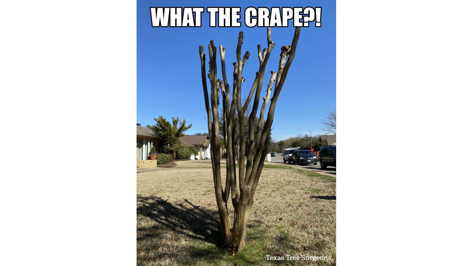 why-not-to-top-a-crape-myrtle-texas-tree-surgeons