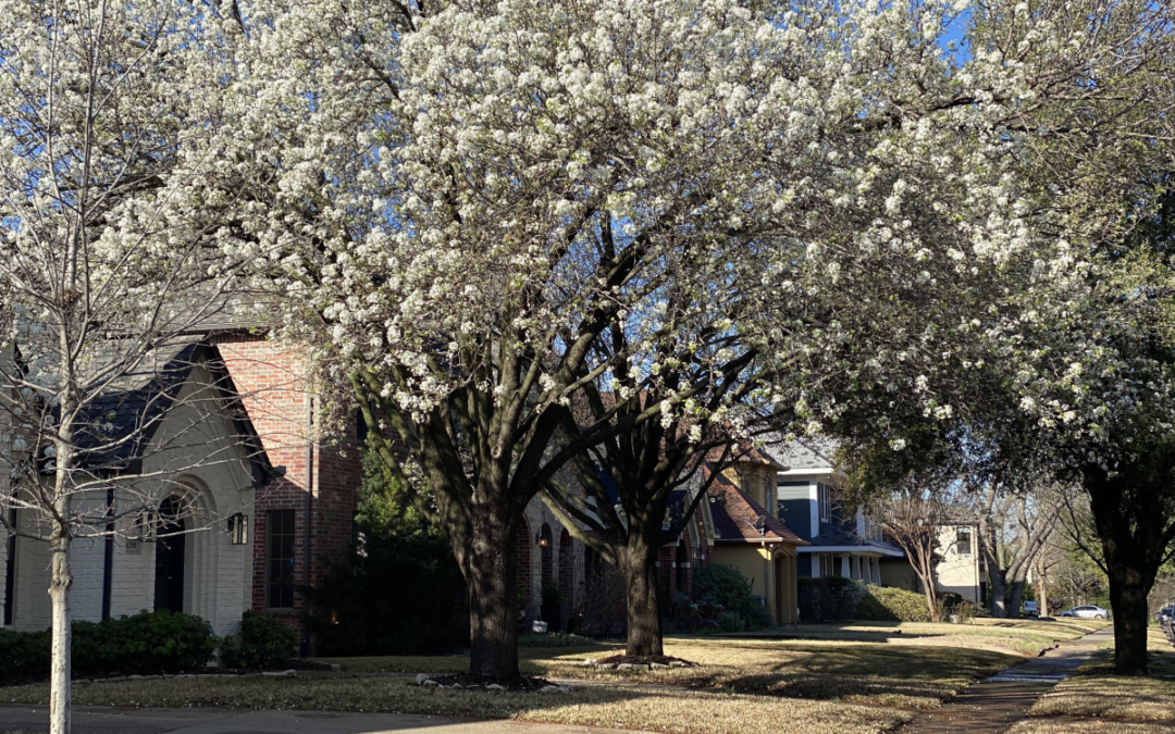 what-dfw-tree-has-white-flowers-texas-tree-surgeons