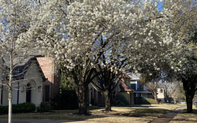 What is the Tree with White Blossoms in North Texas?