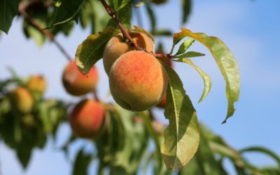 Ask Texas Tree Surgeons: What’s Wrong With My Fruit Tree?
