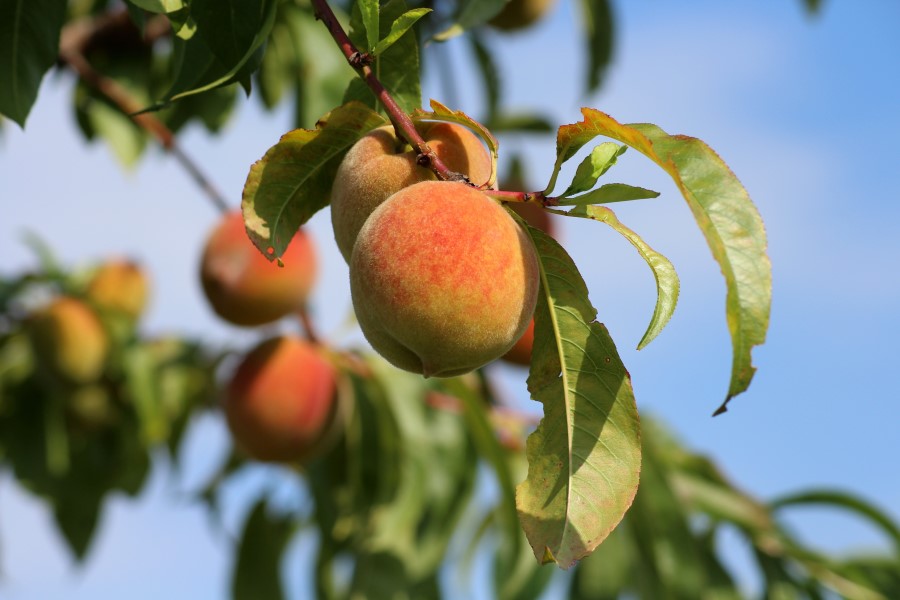 Ask Texas Tree Surgeons: What’s Wrong With My Fruit Tree?
