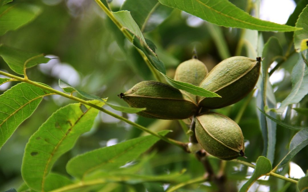 pecans-in-a-nutshell-texas-tree-surgeons