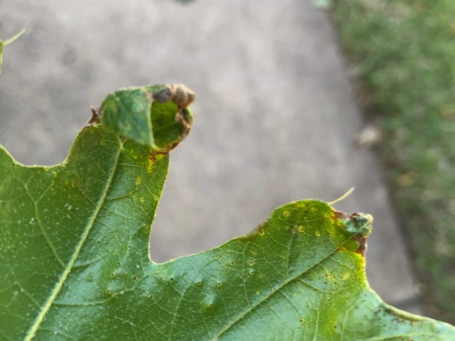 Ask Texas Tree Surgeons: What’s Wrong With My Oak Trees?