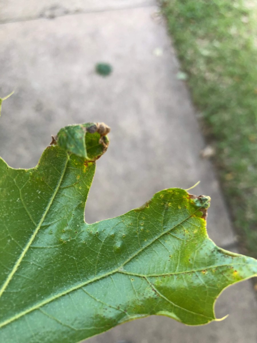 What's Wrong With My Oak Leaves? Texas Tree Surgeons