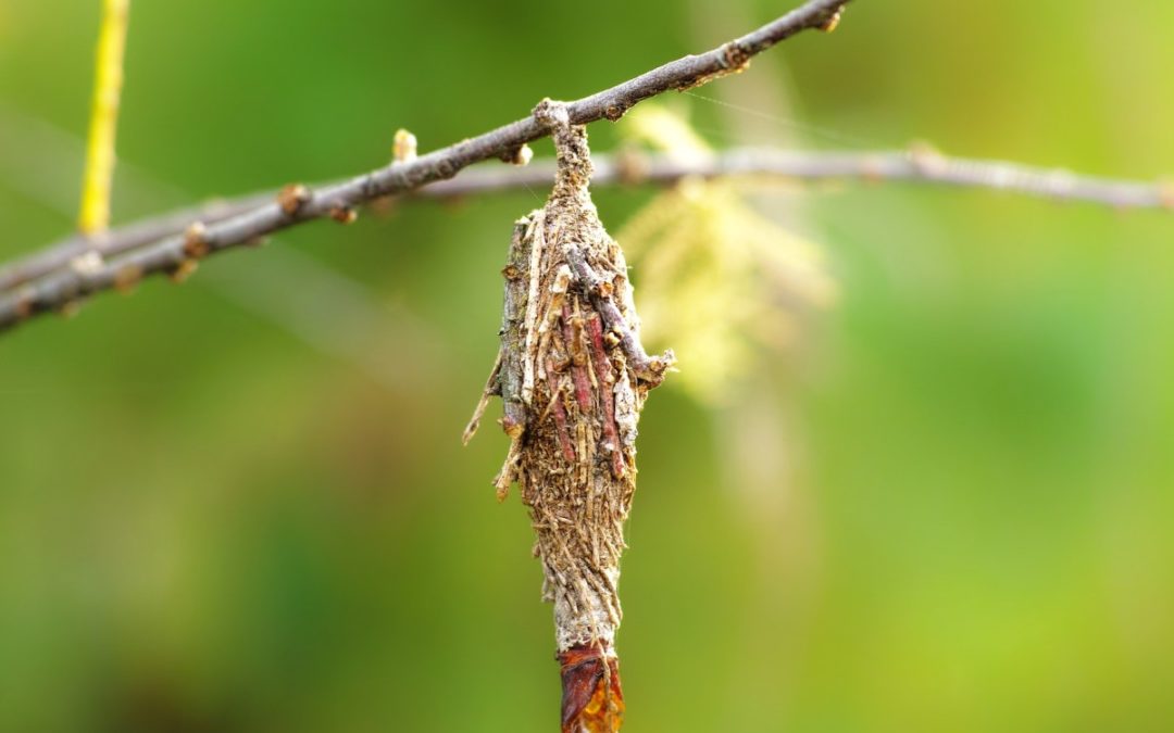 Ask Texas Tree Surgeons: What Can I Do About Bagworms?