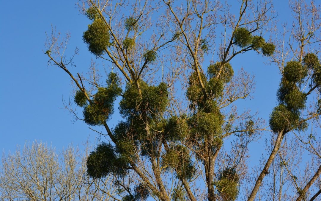 mistletoe-texas-tree-surgeons