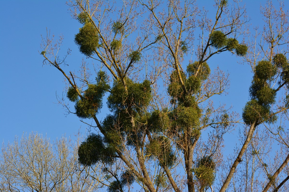 mistletoe-texas-tree-surgeons