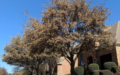 Will Live Oaks Survive Freezing Temperatures, Ice, and Snow?