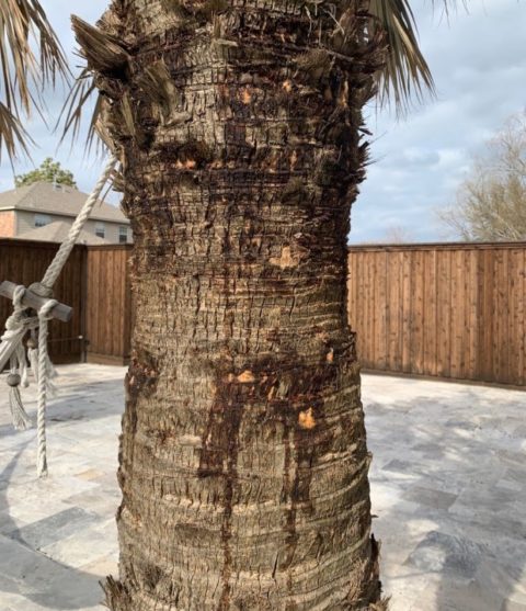 palm-trees-in-the-snow-can-palm-trees-survive-in-snow