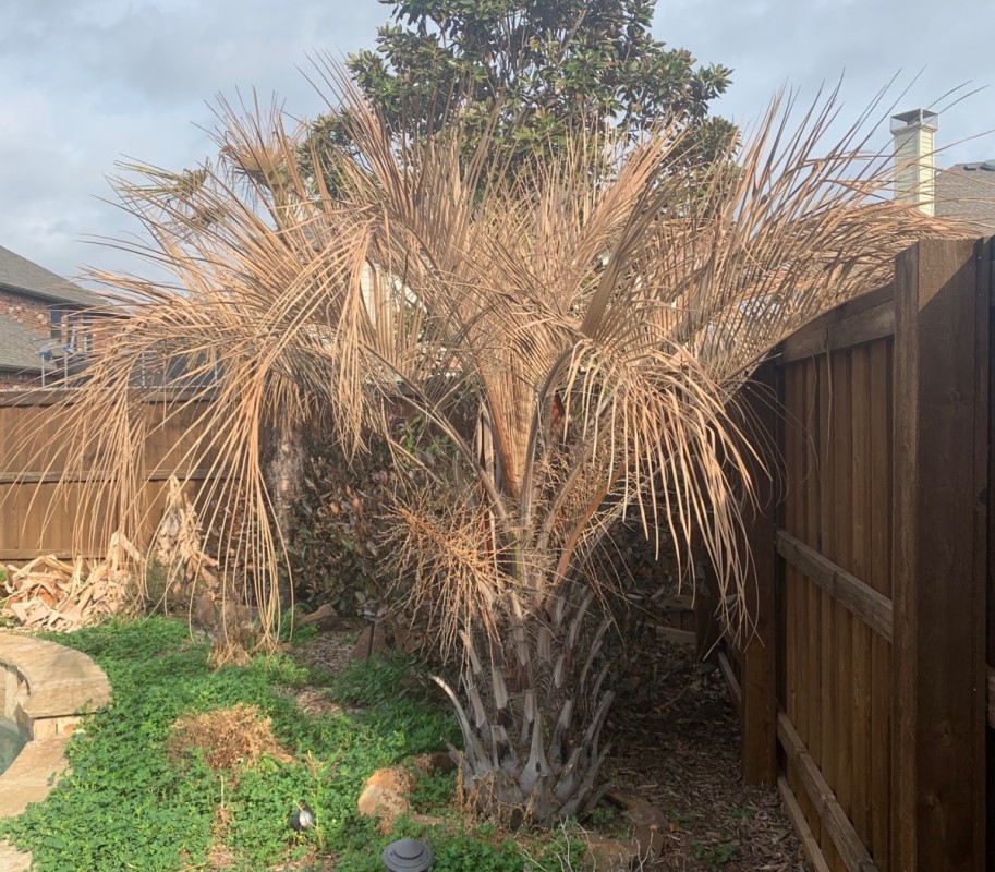 Can Palm Trees Survive Freezing Weather, All Weather Tree Care And Landscaping
