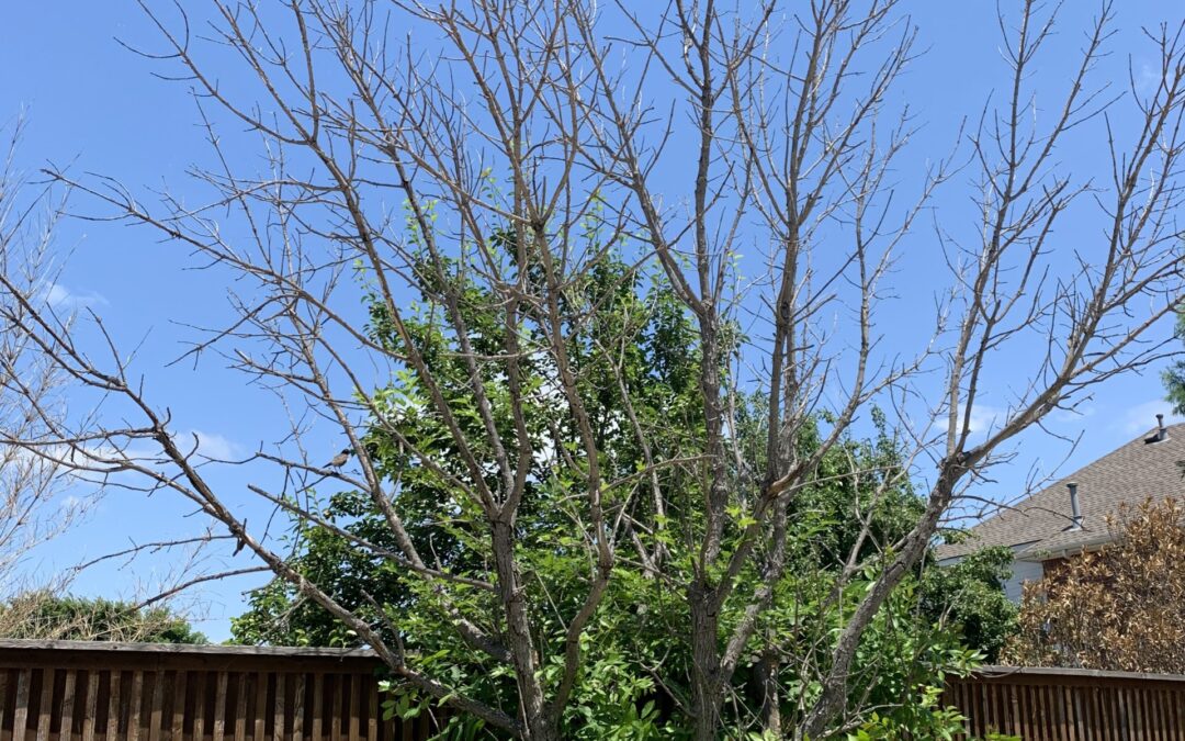 What To Do With Freeze-Damaged Ash and Elm Trees