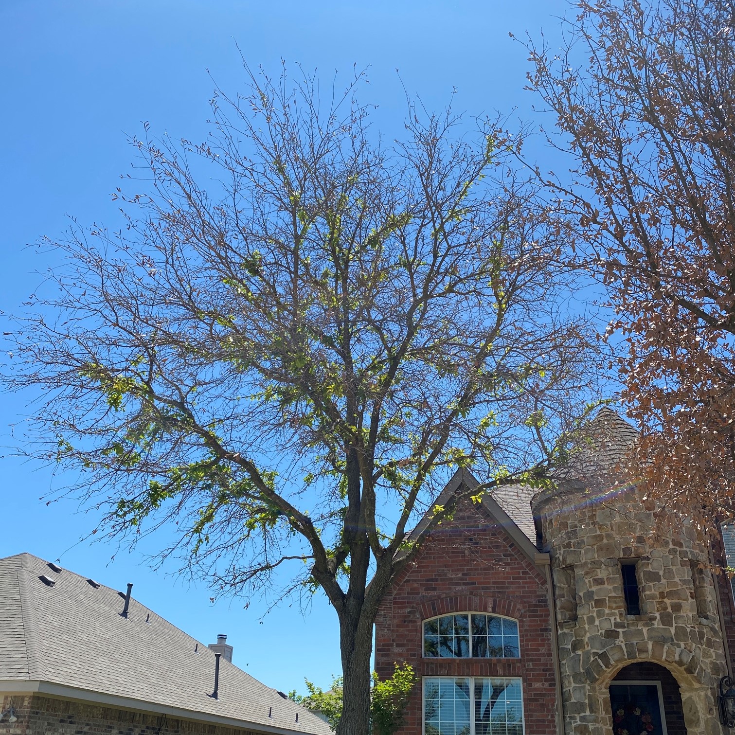 Texas live oak tree showing signs of freeze damage and related stress
