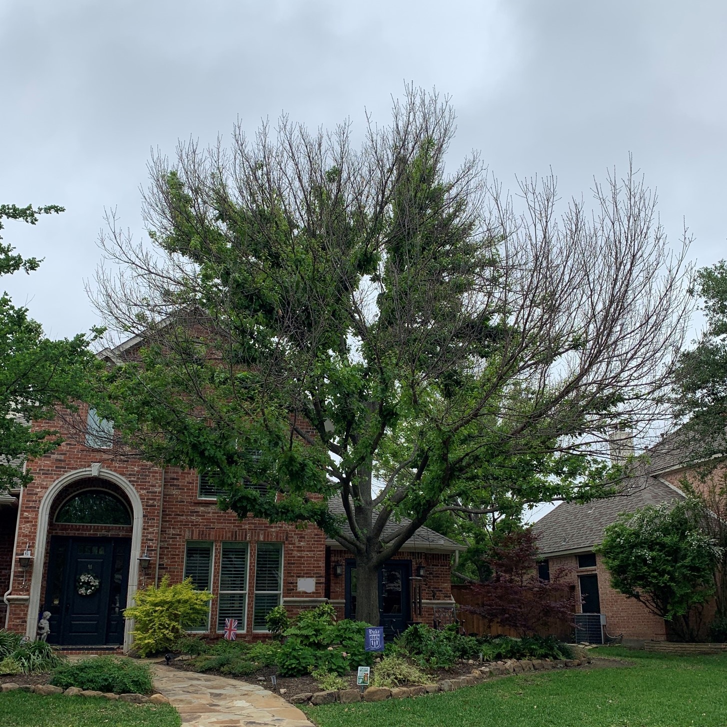 Texas red oak tree showing signs of freeze damage and related stress.