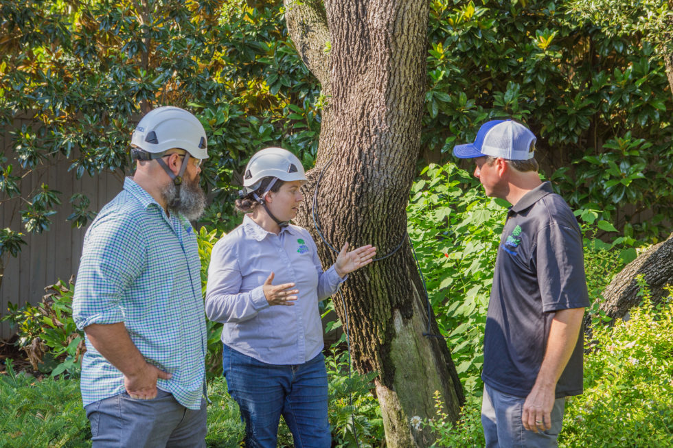 why-everyone-needs-a-consulting-arborist-texas-tree-surgeons