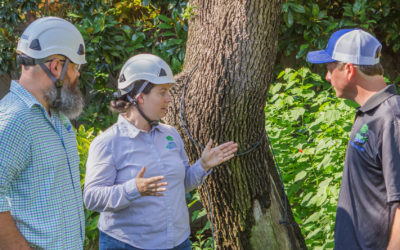 New to Texas? Buying a Home “For the Trees?” A Consulting Arborist Can Help!