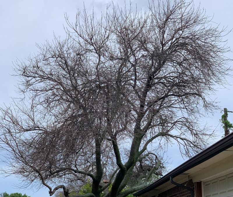 It’s Time for Action on Freeze-Damaged Trees!