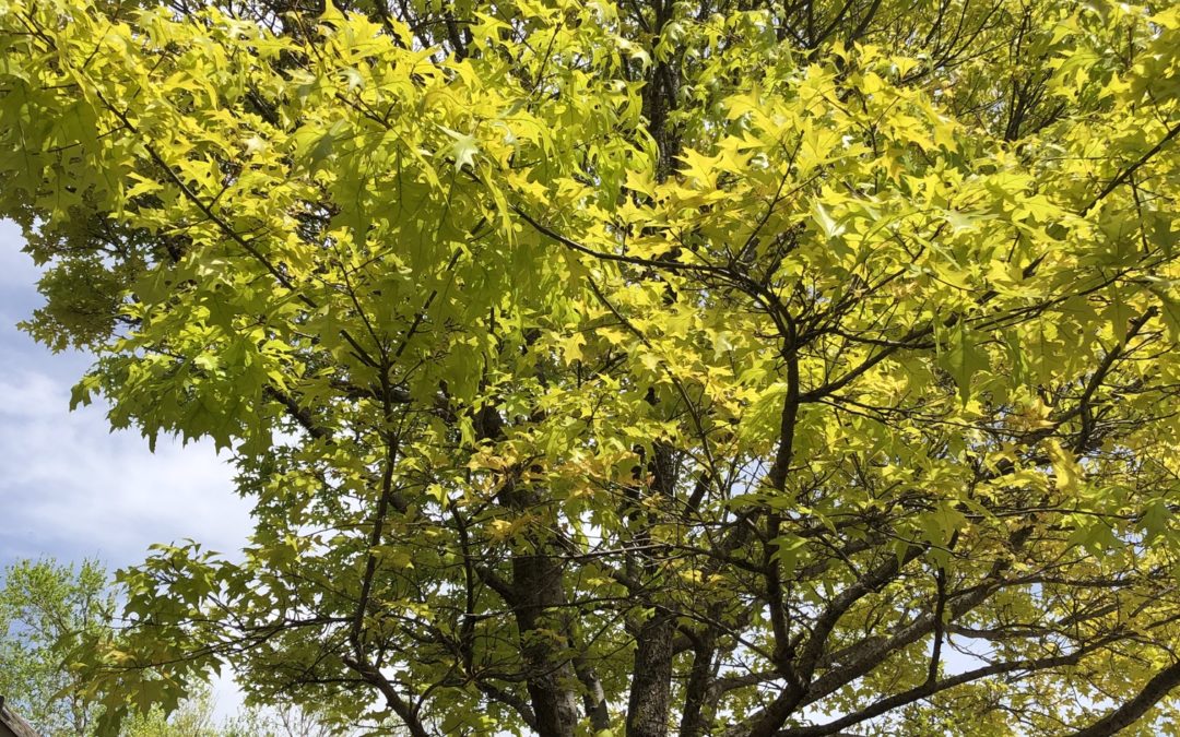 Why Is My Tree Turning Yellow?