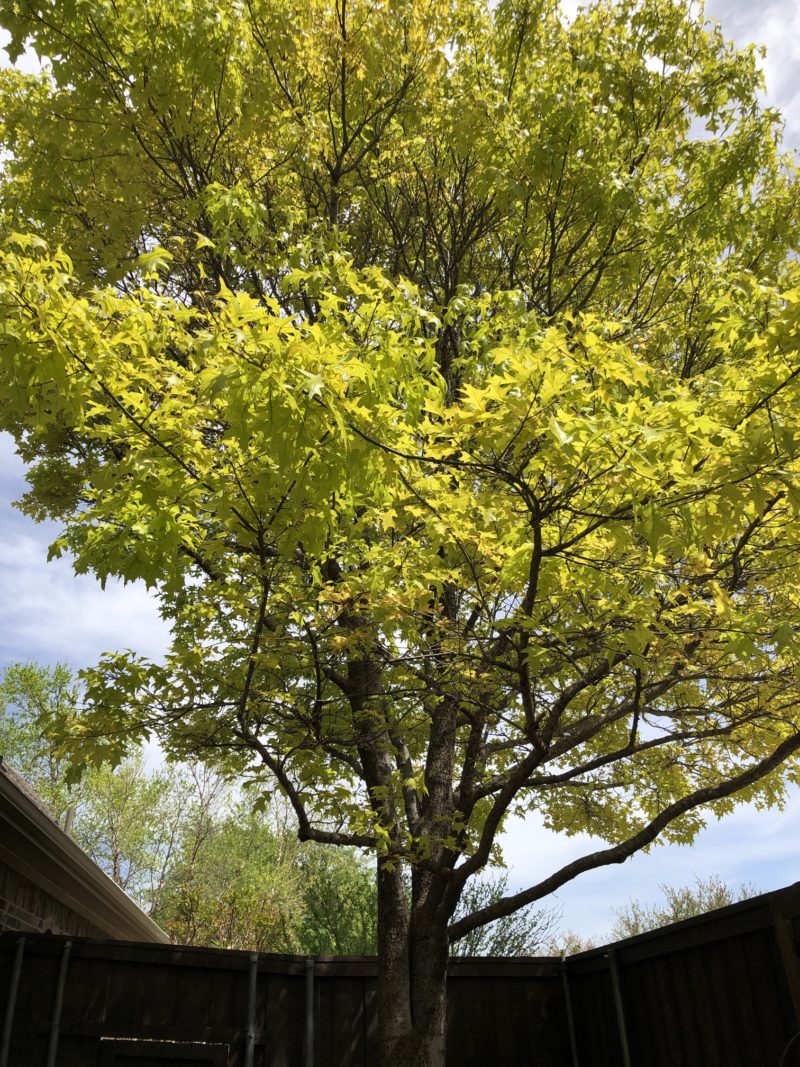 Why Are My Tree's Leaves Turning Yellow? Texas Tree Surgeons