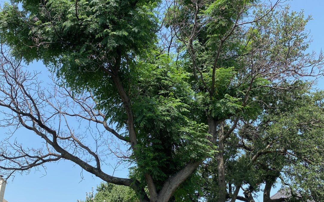 When Is the Best Time to Trim Your Trees? Now!