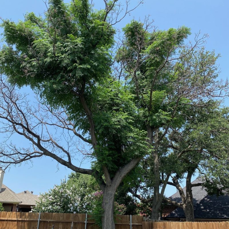 Now Is the Best Time to Trim Your Trees! Texas Tree Surgeons