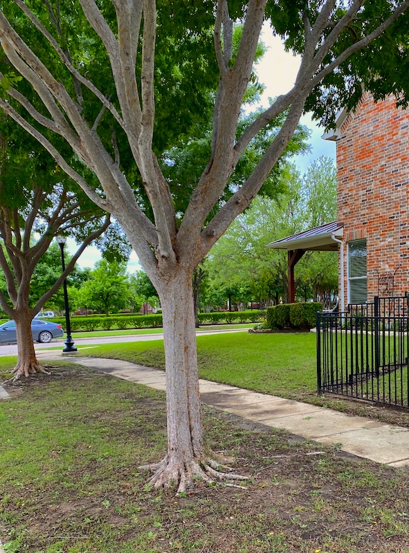 Why Can’t I Grow Grass Under My Tree? Texas Tree Surgeons