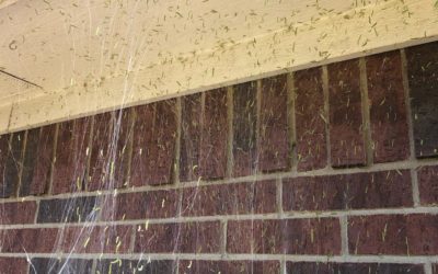 What are These Small, Green Worms Hanging Off My Trees?