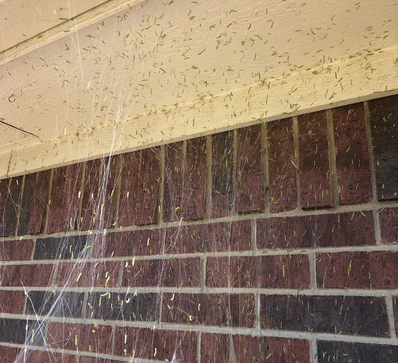 What are These Small, Green Worms Hanging Off My Trees? Texas Tree