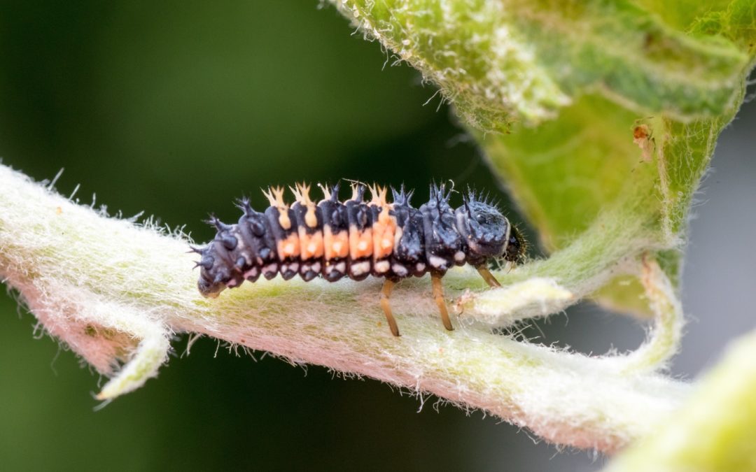 Why Shouldn’t We Treat for Aphids?