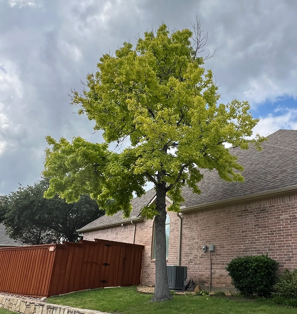 Tree Trimming Tree Care Trimming Removal Service Dallas Texas Tree