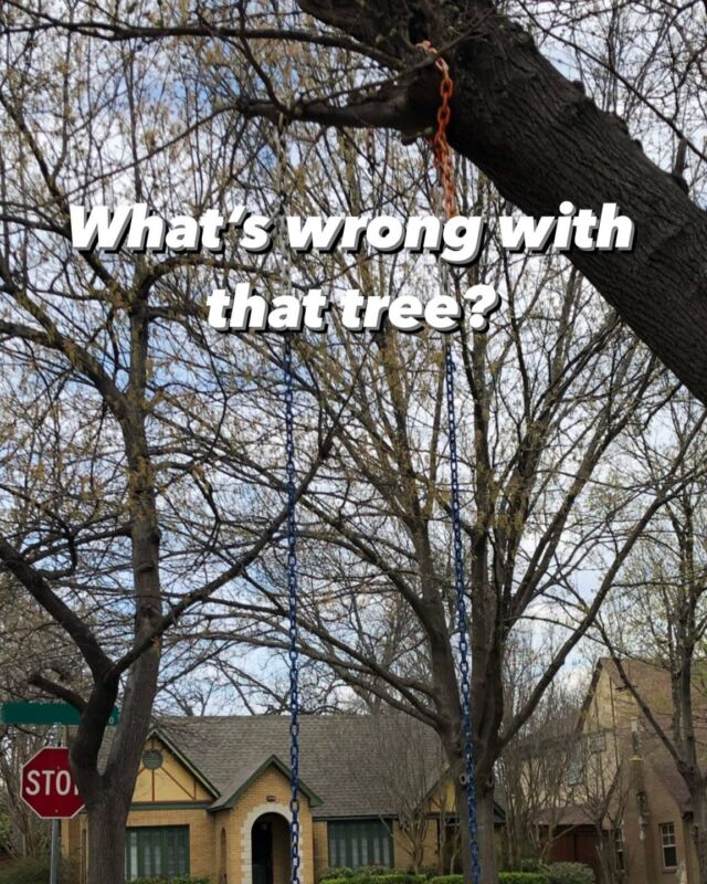 Whats wrong Wednesday. Whats wrong with this tree? 

😳 It's probably obvious but take a close look at how the swing is hung on this tree.

😱 It is on what is probably the smallest branch on this entire tree. This is completely unsafe. Its not just the weight that makes it dangerous but the amount of force that this branch will experience when the swing is in motion. 

🌳 Investing in a iron swing rod is the safest choice. Protect your loved ones, protect your trees.

We ❤🌳 and keeping our community safe.

#TexasTreeSurgeons #WeLoveTrees #arborist #texasarborist #ISAcertifiedArborist #AskTexasTreeSurgeons #Dallas #trees #treehealth #treesurgeon #TreeCare #TreeCareTips #AskAnArborist #traq #TreeRiskAssesmentQualifications
#treeswing #WhatsWrongWithThatTree #CertifiedArborist #WhatsWrongWednesday #TreeHealthCare