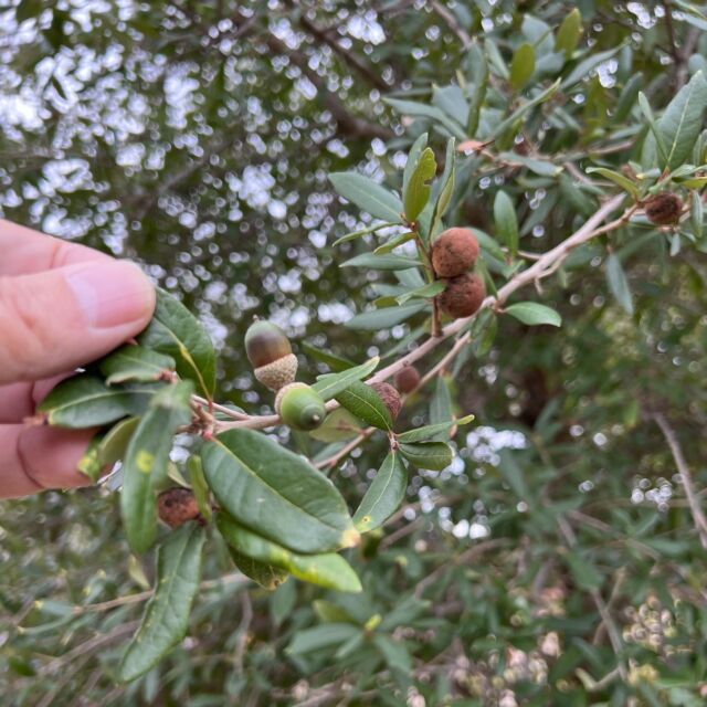 We have been getting a lot of questions related to acorns recently. Here are a few answers; what you are seeing are galls not "oak berries", galls aren't harmful to the tree, and there really isn't anything you can do to slow down acorn production.

Have more questions, ask away below. Also you can learn more here: https://texastreesurgeons.com/blog/2019/11/22/so-many-acorns/

#masting #TexasTreeSurgeons #WeLoveTrees #arborist #texasarborist #ISAcertifiedArborist #AskTexasTreeSurgeons  #Dallas 
#trees #treehealth #treesurgeon #TreeCare #TreeCareTips #AskAnArborist #TreeHealthCare #acorns