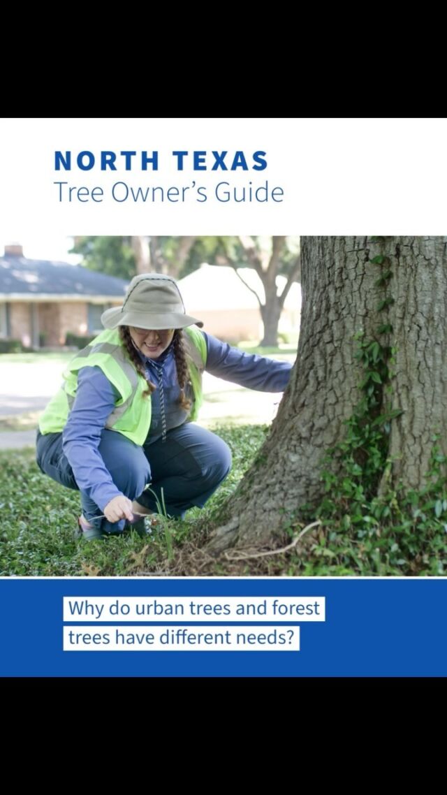 What’s the difference between urban trees and forest trees?
