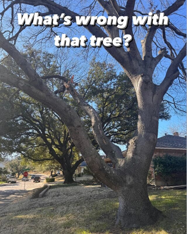 What's wrong Wednesday? We are going to start backwards on this one. 

☀️ Sun scald. Why is that a problem?

🌀 On red oaks especially it begins a stress spiral that leads to death. 

🪚 What caused the sun scald? Over pruning and in this case "lion tailing" which caused a lot of health issues for the tree. 

🌳 With the inner canopy stripped the tree is starved and has limited resources so the decay spreads and the branch dies or breaks. Then the branch under that one gets sun scald which creates a snowball effect that’s almost impossible to stop in many cases. 

📱 Use a certified arborist to avoid an improperly pruned tree.