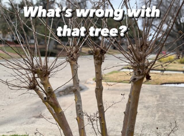 What's wrong Wednesday. 

🌳 Hot take. We know a tree looks unnatural when it doesn't look anything like what a kid would draw as a representation of a tree.

🫣 This poor crape myrtle was topped and now has rapid new growth with weak branch attachments. The stubs look gnarled and unnatural in shape.

😟 Besides making the tree look disfigured topping creates large pruning wounds that are vulnerable to insects, disease and decay.

Need more reasons why topping trees is bad? https://texastreesurgeons.com/blog/

#TexasTreeSurgeons #WeLoveTrees #arborist #texasarborist #ISAcertifiedArborist #AskTexasTreeSurgeons #blog #Dallas #trees #treehealth #treesurgeon #TreeCare #TreeCareTips #AskAnArborist #WhatsWrongWithThatTree #CertifiedArborist #WhatsWrongWednesday #TreeHealthCare #crapemyrtle #crapemurder #toppingtrees