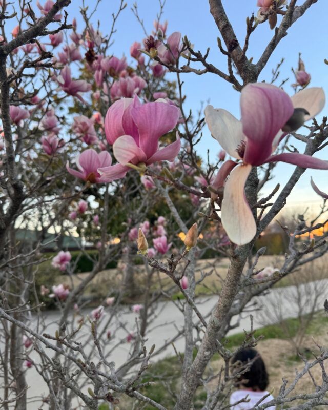 Sprung Sunday. It's not quiet spring but trees are exploding with some beautiful blooms.  Can you name this bloom?

#sprungsunday #TexasTreeSurgeons #WeLoveTrees #arborist #texasarborist #ISAcertifiedArborist #AskTexasTreeSurgeons #blog #Dallas 
#trees #treehealth #treesurgeon #TreeCare