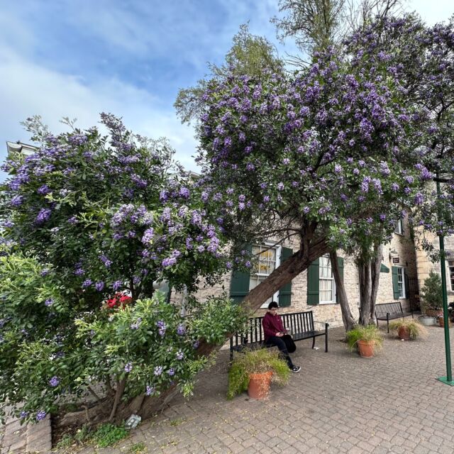 Sprung Sunday. We love this drought-tolerant ornamental tree. A hard freeze might eliminate blooms one year but it won’t kill it. These gorgeous purple blossoms put out a delicious scent reminiscent of grape bubblegum. What is it?
