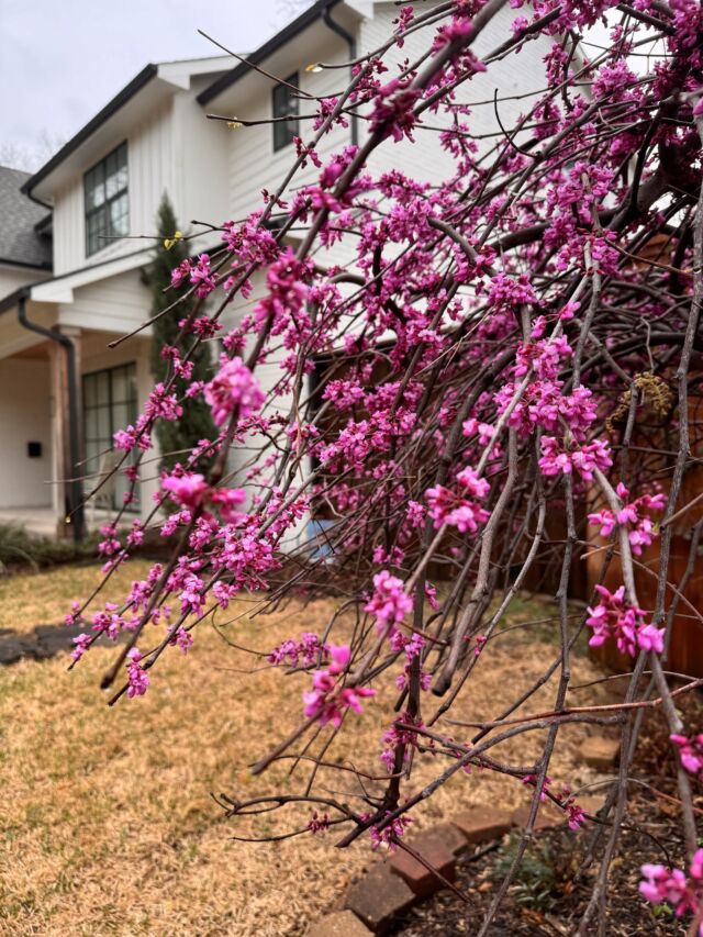 Sprung Sunday. We love redbuds and this variety is one we don't see often enough. Ruby falls redbud is a gorgeous ornamental tree with stunning color and shape that we hope to see more of.

If you are looking for inspiration of what to plant check here: https://texastreesurgeons.com/blog/ornamental-trees-north-texas/
