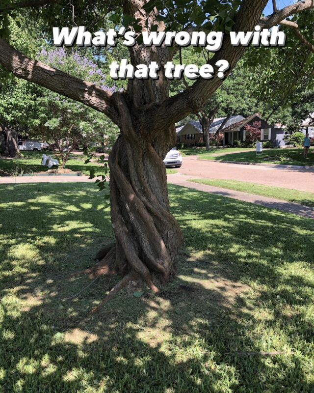 What's wrong Wednesday.

😃 Surprise, nothing! This tree is just absolutely beautiful with its unconventional trunk structure.

We ❤🌳!