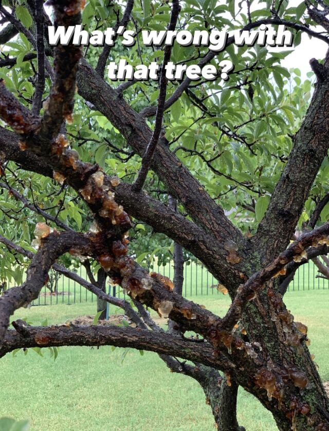What's wrong Wednesday.

🍑 This is an example of extreme gummosis on a stone fruit tree. 

🤔 There are many reasons why a tree would ooze sap; typically it's a response to environmental stress like a wound, canker, insect, or disease.

🌳 Protecting your tree from injury, pruning at the appropriate time, and routine assessment from a certified arborist will keep your trees healthy.