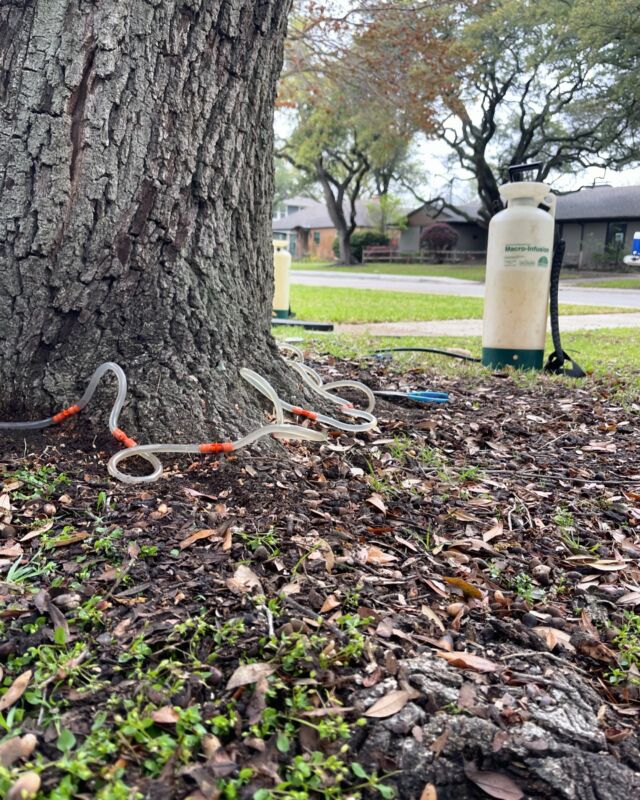 Board Certified Master Arborist and Owner of Texas Tree Surgeons, Amy Langbein Heath discusses oak wilt with @wfaa 

Watch the interview: texastreesurgeons.com/blog/oak-wilt-prevention

#welovetrees #oakwilt #urbanforest #northtexas