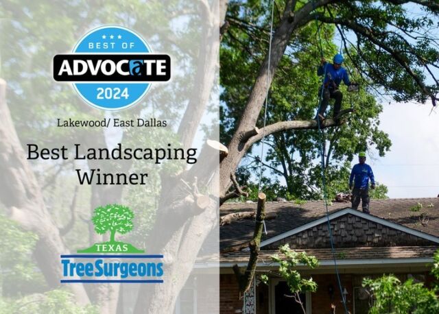 Thank you for voting for Texas Tree Surgeons as the best landscaping company in Lakewood/ East Dallas.  If only they had a full-service tree care category, but we will take the win! We ❤️🌳!

#Bestof2024 #BestofAdvocate2024 #lakewood #eastdallas #welovetrees #fullservicetreecare #treecare #treetrimming #treeremoval #treehealthcare

https://lakewood.advocatemag.com/best-of-2024-winners/