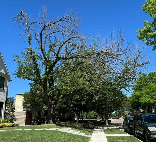 This is a tree 3-5 years after construction has been completed. This is what builders don't see, this is why they say they have a high success rates with keeping trees safe. Swipe through to see images of the same tree during construction. 

After is 2024, before is from 2019.

#arboristservices #constructionprotection #rootcompaction #chemicaldisturbance #soilcompaction #mechanicaldistrubance #treepreservationplans #treecare #treesafety

https://texastreesurgeons.com/blog/2023/12/19/leading-killer-of-trees/