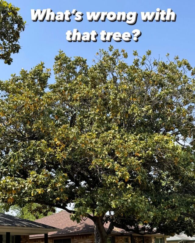 What's wrong Wednesday.

Summer is just a few months away and we want to make sure every tree in North Texas has a fighting chance to survive.

☀ Drought damage from 2022 and 2023 are showing up first in magnolias, but they wont be the only species affected.

🍂 “Magnolias trees with yellowing and brown leaves” and “magnolias dying from the top down” have little to no more reserved energy to create new leaves, photosynthesize, and stay alive. Without support they will continue to decline and a significant portion of trees will potentially die.

🐛 Weakened Magnolias are more susceptible to disease, insects, and other pathogens. If there is at least 50% of its canopy remaining there is still a chance to help them survive. 

📞 Call today to schedule a consultation for an Arborist Assessment and Tree Health Care visit before the weather becomes extreme.

Learn more: https://texastreesurgeons.com/blog/magnolias-drought-north-texas/