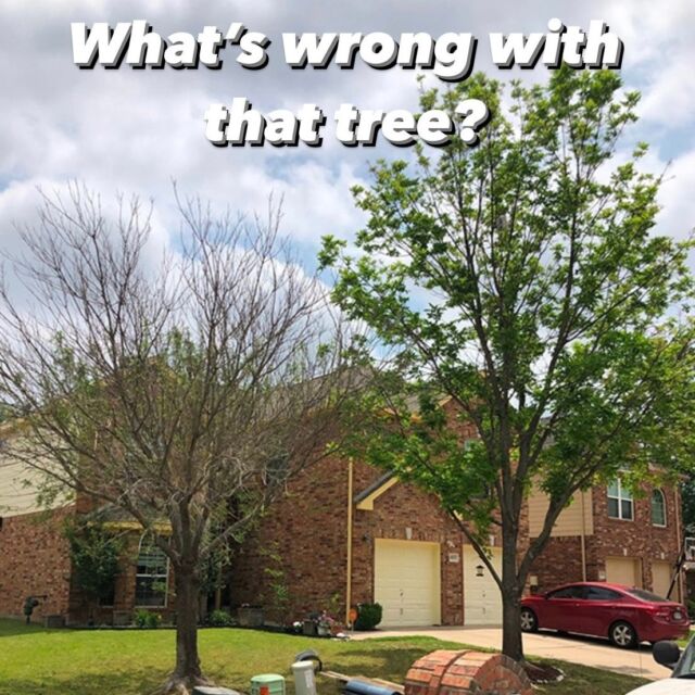 What's wrong Wednesday.

📷 The first photo is of two ash trees side by side, one treated and one untreated to protect it from EAB. 

📷 Second photo is EAB treatment done by a TDA licensed tree health care technician

📷 Third photo is of an Emerald Ash Borer.

📷 Fourth photo is of the galleries EAB makes under the bark plate

🌳 Ash trees make up about 5-13% of all trees found in the DFW area. While EAB poses a serious threat to the health of ash trees, there are preventative measures that can help slow the spread of the beetle and protect unaffected trees.

Learn more: https://texastreesurgeons.com/blog/emerald-ash-borer/