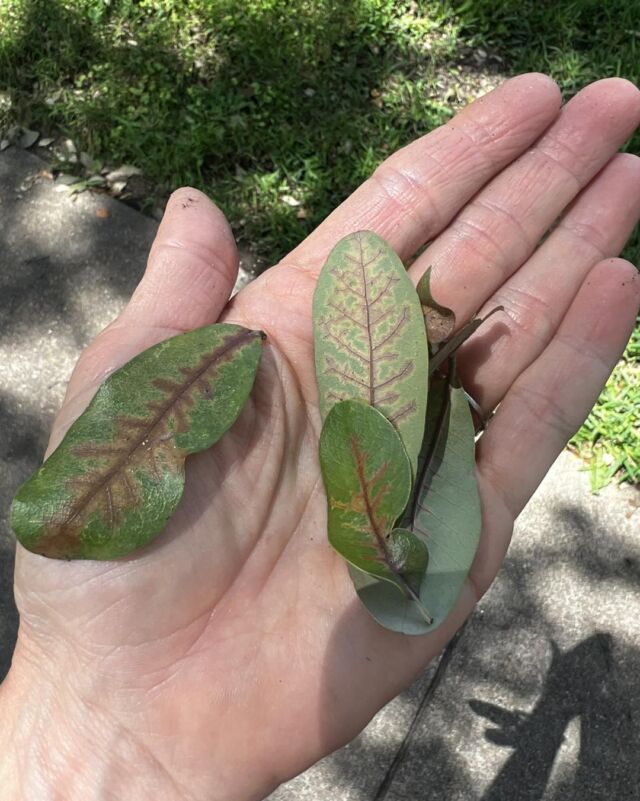 Oak wilt spotted in Highland Meadows on a live oak. 

https://texastreesurgeons.com/oak-wilt-prevention/