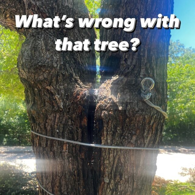 What's wrong Wednesday. 

After a tree has been damaged homeowners might feel impelled to immediately “help” the tree and install their own support systems to help stabilize the tree. This is extremely dangerous. If your tree is split or is about to split you should avoid the area completely!

🚫 There is no way to predict when the tree is going to fully fail and it is unsafe for untrained individuals to be next to or under a tree that has damage.

⛓ Biggest issue is the false sense of security, when nothing is actually making the tree safer. An improperly installed cable or bolt will not provide any stabilization to the tree.

❌ Short term they don’t provide any safety, long term the wrapping will restrict growth and choke the tree.

Learn more: https://texastreesurgeons.com/cabling-and-bracing