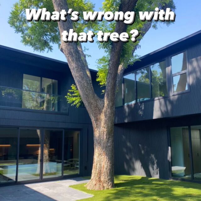What's wrong Wednesday.

🚧 This home is brand new and was built around this tree. Surrounding the base of the tree is artificial turf.

🚫 There are at least two large stressful events that have affected this tree that we know of. Construction, and turf installation. At minimum they both cause severe root damage. 

🔎 Root loss is generally caused by stripped soil, sub-grade preparation for pavement and trenching for utilities. Severing one major root can cause the loss of 15 to 20% of a root system.

🧱 Soil compaction smothers trees by reducing available oxygen and decreasing a tree’s ability to absorb nutrients and water. This causes the roots to be more exposed to the elements, as they struggle to absorb water and nutrients.

Learn more: https://texastreesurgeons.com/leading-killer-of-trees/ & https://texastreesurgeons.com/synthetic-turf-artifical-grass/